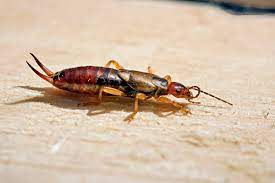 Say Goodbye to Earwigs: Pest Control Solutions